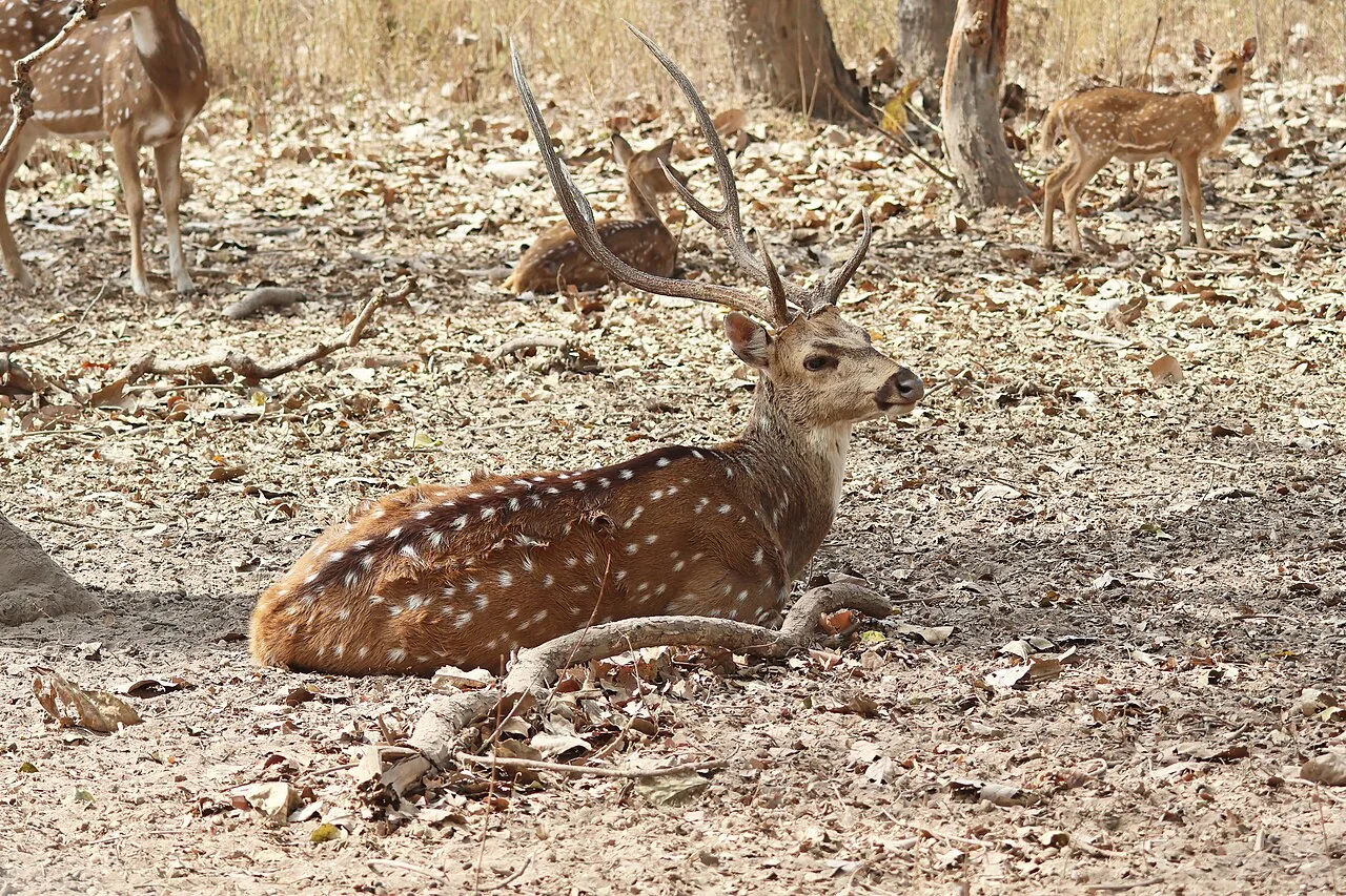 Spotted deer in Bandhavgarh National Park 04