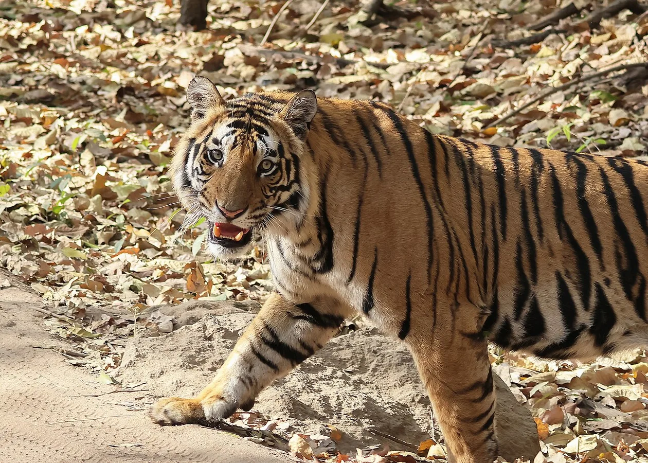 Tiger photographed in Bandhavgarh National Park