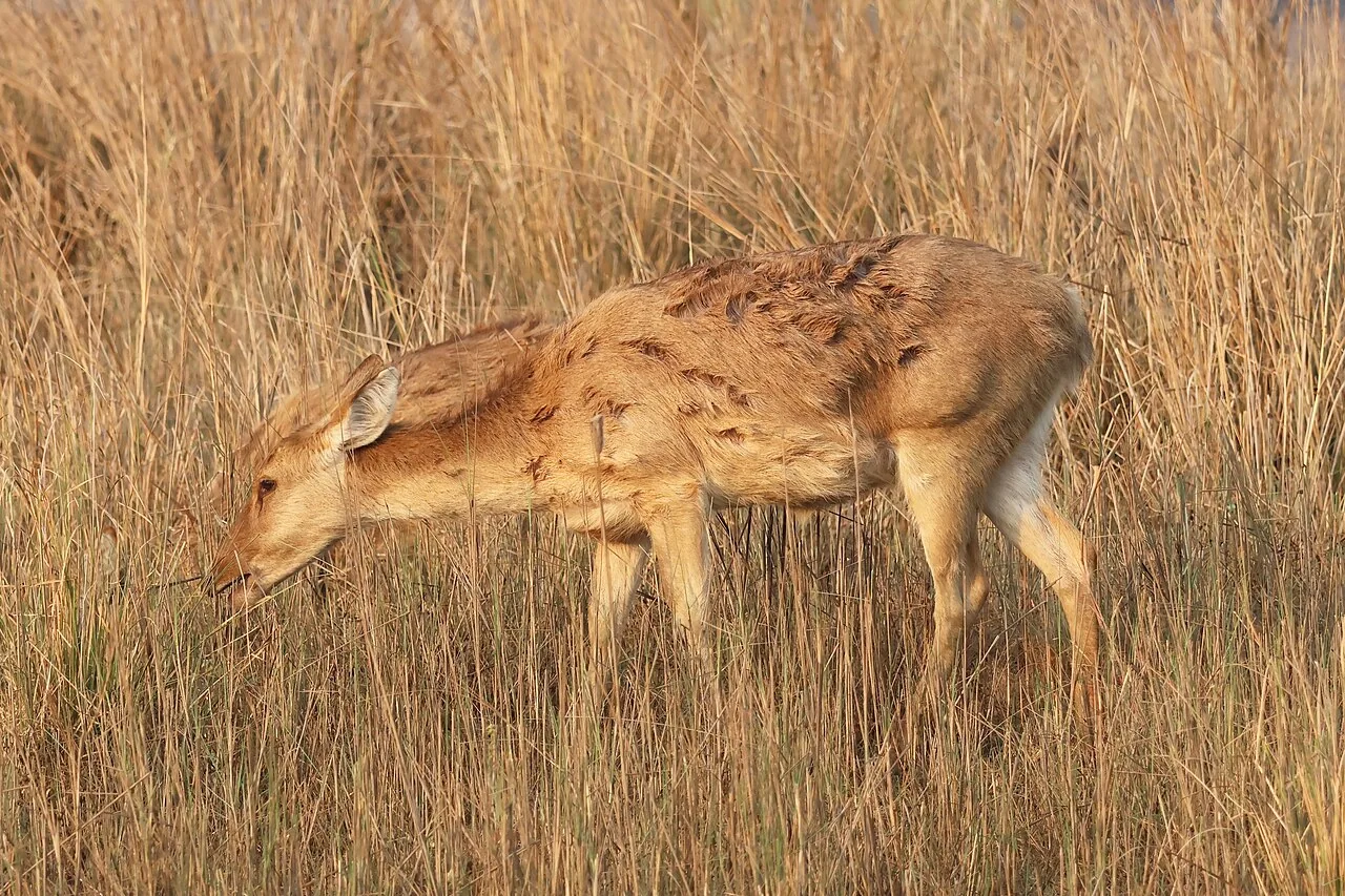 Barasingha photographed in Kanha National Park