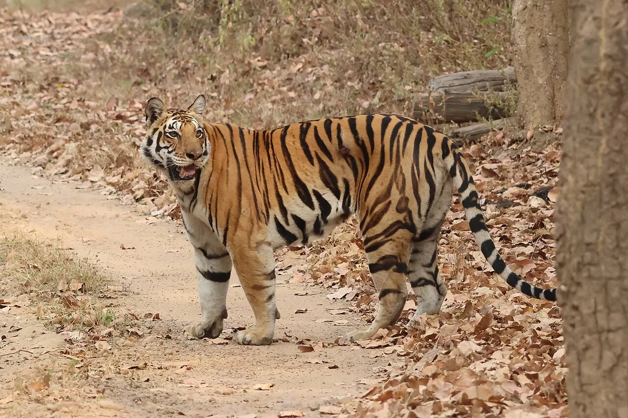 Bengal tiger in Kanha National Park 02