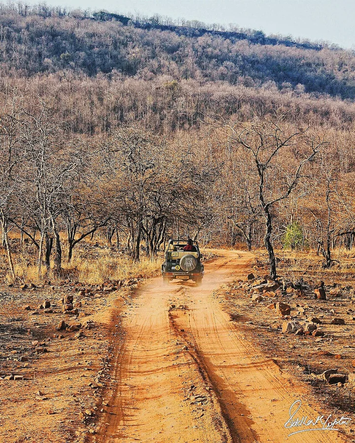 Road through the landscape of Panna National Park