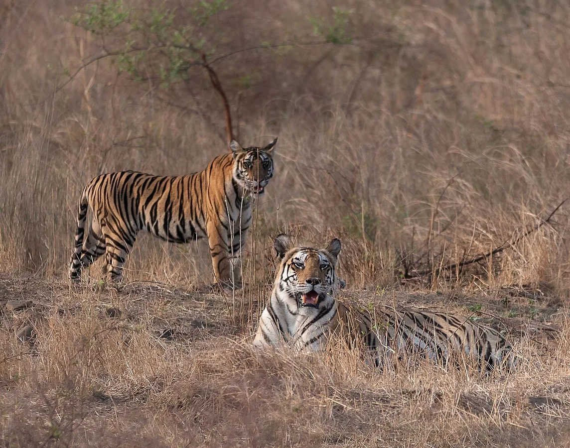 Bengal tiger in Panna National Park May 2025 by Dr.Abhijit Bagui 08