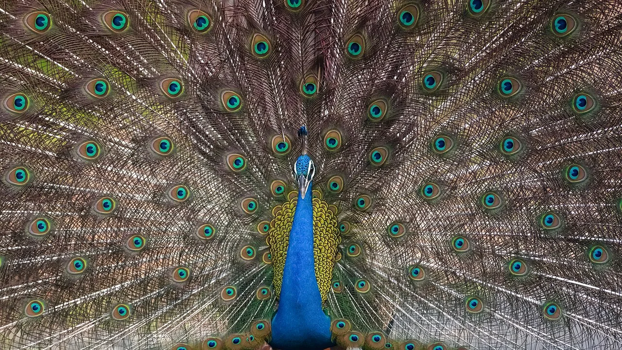 Indian peacock photographed in Pench National Park