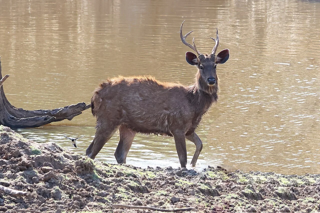 Sambar in Pench National Park 02